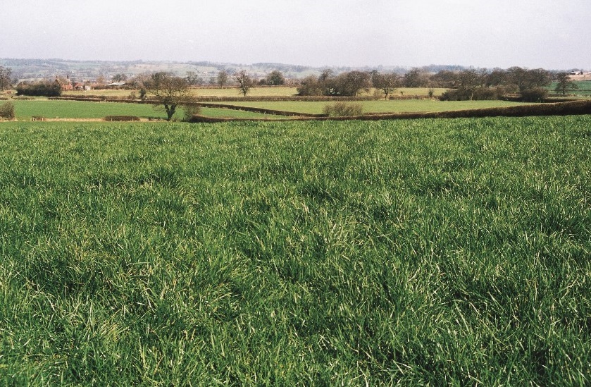 a field of green grass